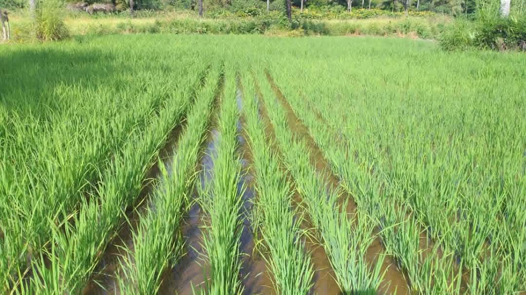Culture irriguée en lignes dans une parcelle agricole